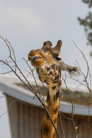 Photo for A giraffe head close up - Royalty Free Image