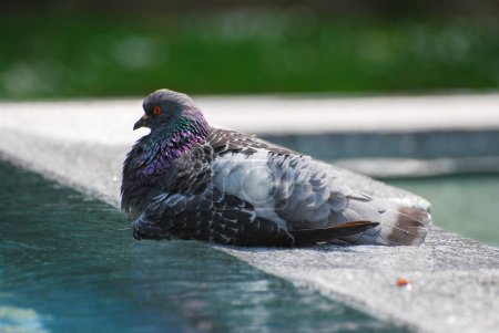 Photo for A pigeon on a fountain - Royalty Free Image