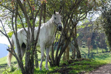 Foto de Un retrato de caballo blanco - Imagen libre de derechos