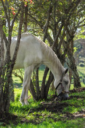 Foto de Un retrato de caballo blanco - Imagen libre de derechos