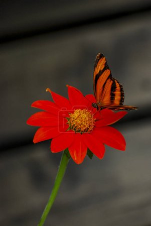 Foto de Hermosa mariposa naranja en el jardín - Imagen libre de derechos