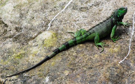 Foto de Una iguana verde colombiana - Imagen libre de derechos