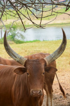 Photo for Cow with elongated horns - Royalty Free Image