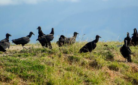 Foto de Buitres negros en una colina - Imagen libre de derechos