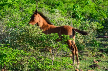 Foto de Joven hembra caballo con potro pastando en el campo. - Imagen libre de derechos