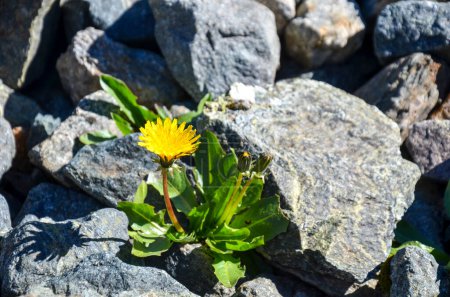 Téléchargez les photos : Fleur jaune entre les rochers dans les montagnes - en image libre de droit