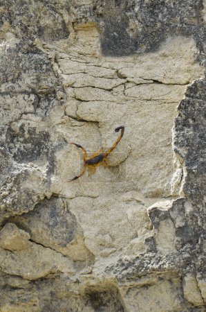 Téléchargez les photos : Scorpion du désert orange. Désert de Tatacoa - en image libre de droit