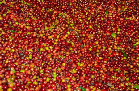 Photo for Arabica Coffee read beans ready to be processed in Colombia - Royalty Free Image