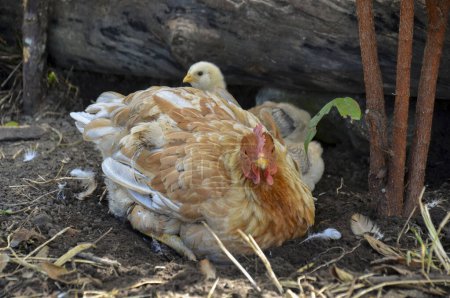 Photo for Chicken and her chicks on the farm - Royalty Free Image