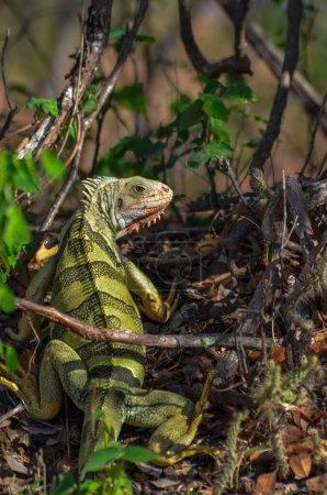 Foto de Iguana Verde en Colombia - Imagen libre de derechos