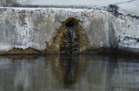 Téléchargez les photos : Fontaine congelée à Tarasp, Suisse - en image libre de droit