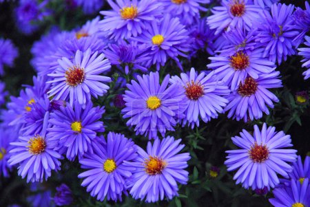 Foto de Hermosas flores violetas en el jardín - Imagen libre de derechos