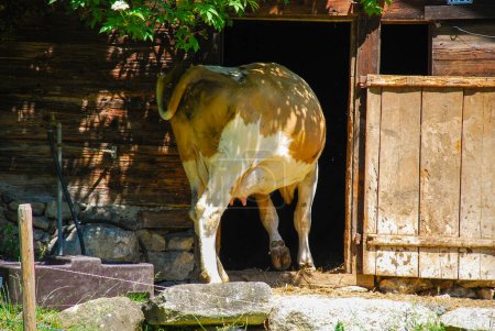 Téléchargez les photos : Vache entrant dans une grange - en image libre de droit