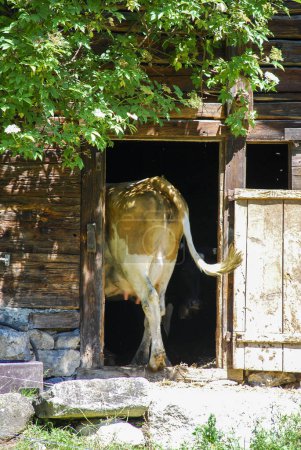 Foto de Vaca entrando en un establo - Imagen libre de derechos