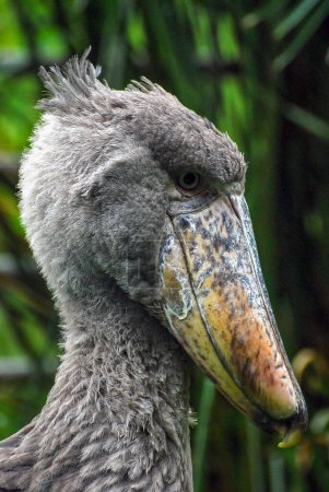 Téléchargez les photos : Oiseau bec-de-chaussure africain. perfil gros plan - en image libre de droit