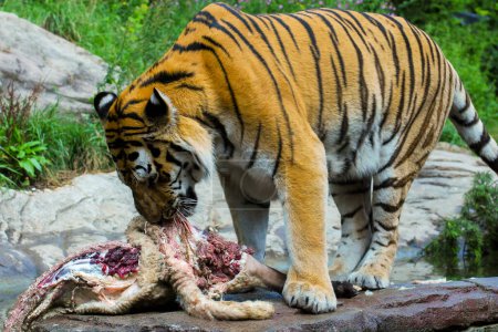 Téléchargez les photos : Tigre dévorant sa proie - en image libre de droit