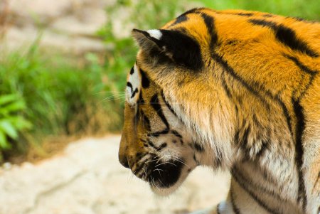 Téléchargez les photos : Portrait latéral d'un tigre - en image libre de droit