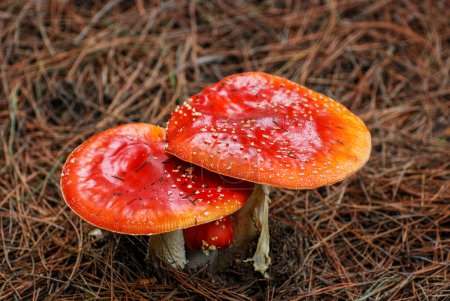Téléchargez les photos : Champignons rouges dans la forêt - en image libre de droit