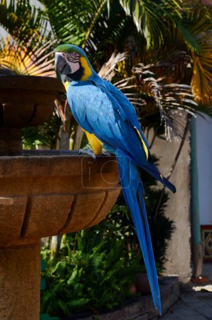 Téléchargez les photos : Un perroquet dans le parc en colombie - en image libre de droit
