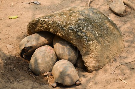 un grupo de tortugas dentro de una vieja tubería de hormigón
