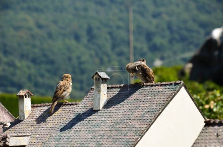 Foto de Gorriones en el techo de las casas en miniatura locales - Imagen libre de derechos