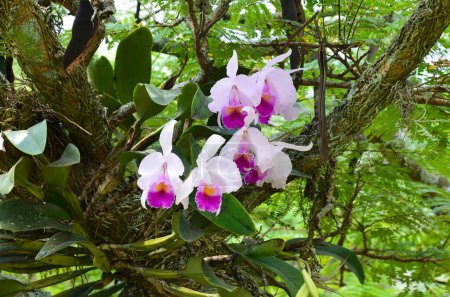 Orchid. Colombian national flower