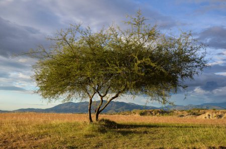 Téléchargez les photos : Un arbre dans le désert de tatacoa en Colombie - en image libre de droit