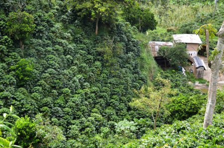 Photo for Coffee plantation. Small Farming economy - Royalty Free Image