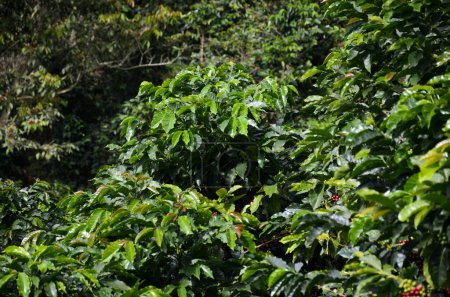 Téléchargez les photos : Plantation de café en la Colombie - en image libre de droit