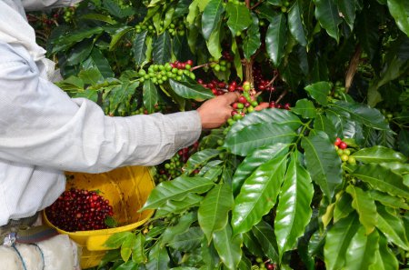 Téléchargez les photos : Récolte sélective café haricots rouges - en image libre de droit
