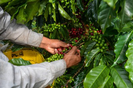 Téléchargez les photos : Récolte sélective café haricots rouges - en image libre de droit
