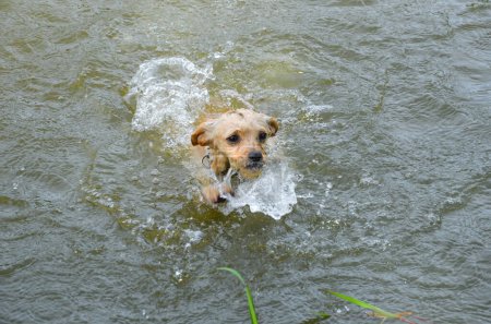 Téléchargez les photos : Un chien nageant dans un lac la rivière - en image libre de droit