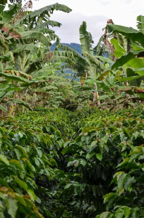 Téléchargez les photos : Plantation de café avec bananiers - en image libre de droit