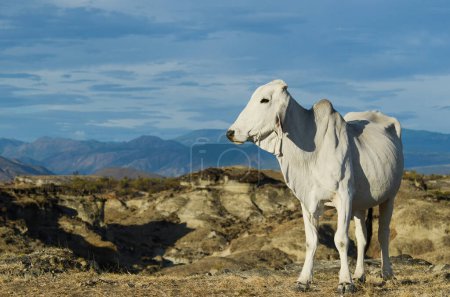 Foto de Una vaca cebú en el desierto colombiano - Imagen libre de derechos