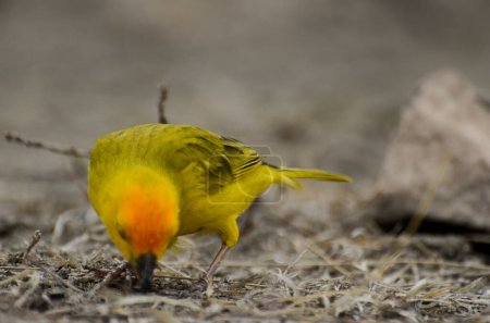 Photo for Exotic yellow bird in the desert - Royalty Free Image