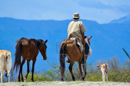 Téléchargez les photos : Chevaux et veaux dans une zone aride en Colombie - en image libre de droit