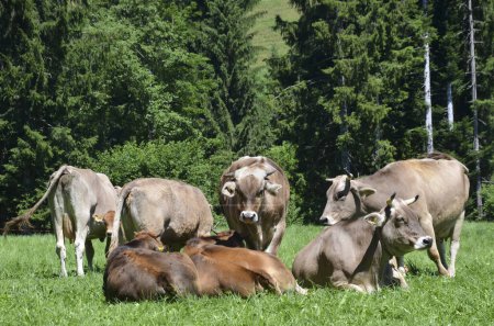 manada de vacas marrones suizos