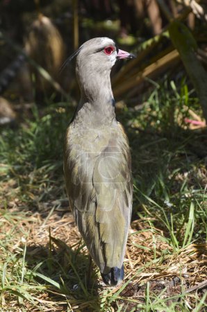 a Southern lapwing on the ground