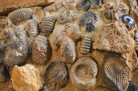 Fossils used to build a wall in Villa de Leyva, Colombia
