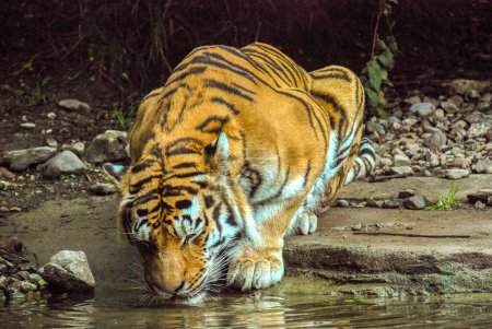 Téléchargez les photos : Bengale Tigre eau potable - en image libre de droit