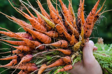 Photo for Fresh small carrots in the garden. - Royalty Free Image