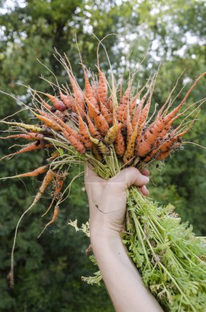 Photo for Fresh small carrots in the garden. - Royalty Free Image