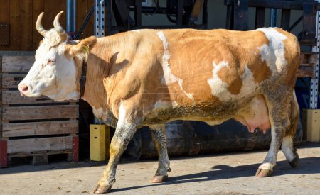 Téléchargez les photos : Une vache suisse marchant vers sa grange - en image libre de droit