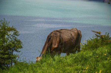 Foto de Vaca suiza en los Alpes con lago en el fondo - Imagen libre de derechos