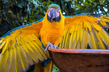 Photo for A frontal beautiful yellow and blue parrot with open wings in the garden - Royalty Free Image