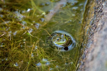Foto de Cabeza de una rana en un estanque que sale del agua - Imagen libre de derechos