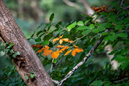 Foto de Hojas naranjas contrastantes hojas verdes - Imagen libre de derechos