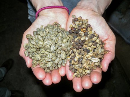 Foto de Comparar el café de baja calidad, contra los granos de buena calidad - Imagen libre de derechos
