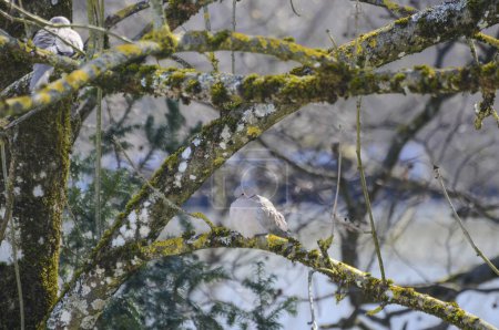 Téléchargez les photos : Deux pigeons sauvages sur une branche d'arbre - en image libre de droit