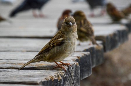 Téléchargez les photos : Un oiseau sur un banc en bois - en image libre de droit